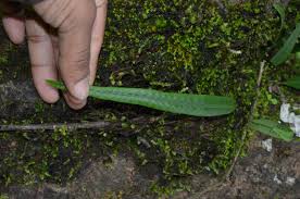 Image result for Lepisorus schraderi