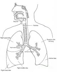 Nov 26, 2019 · printable respiratory system worksheet coloring page. Illustration Of Respiratory System Duvet Cover For Sale By Science Source