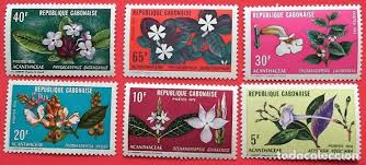 Image result for Thomandersia