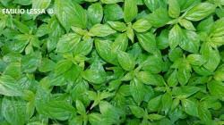 Image result for Parietaria debilis