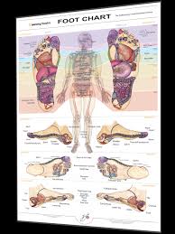 Reflexology Foot Chart By Balancing Touch Balancing Touch