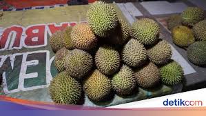 Yang kuat makan dipersilakan makan. Wisata Malam Di Pohuwato Asyiknya Berburu Durian Mungil