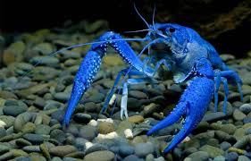 Since crayfish are consumed as prey throughout their lives by bass, bluegills, and channel catfish, they also provide benefits as a fish food. Crayfish As Pets 8 Things You Must Do When Keeping Pet Crayfish