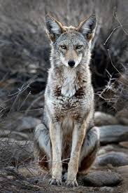 Display 1226 Main Coyotes 2 1140 1709 Temperate Deciduous Forest Animals Coyote Animal Deciduous Forest Animals