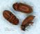 Weevil Size