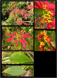 Image result for Euphorbia pulcherrima