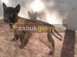 Belçika kurdu, bilindiği üzere yeryüzündeki en değerli familyası köpek olan ırklarından birisidir. Belcika Kurdu Yavrulari Cabukgidiyor Com