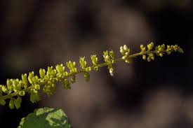 Image result for Basilicum polystachyon