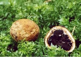 Maybe you would like to learn more about one of these? Deer Truffles Biology Ecology Occurrence Of Elaphomyces Species