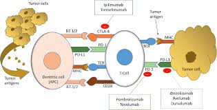 Fontaine, a thoracic surgeon, talks about how keytruda is used to treat mesothelioma and other cancers. Drug Resistance In Cancer Immunotherapy New Strategies To Improve Checkpoint Inhibitor Therapies