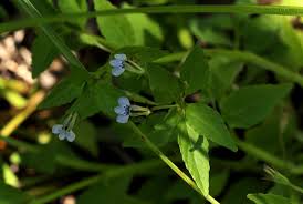 Image result for Lobelia fervens