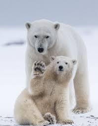 Cute Baby And Mom Polar Bear Ijsbeer En Grappige Baby Osos Polares Bebes Fotos De Osos Osos Polares