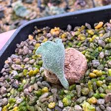 Image result for Eriospermum