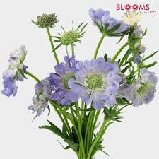 Blue Scabiosa Flowers Wholesale Blooms By The Box Scabiosa Flowers Fresh Wedding Flowers Fresh Flowers Arrangements