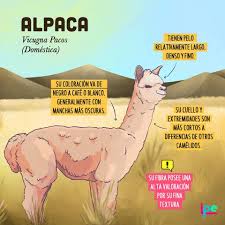 Mascotitas Peruanas On Twitter Cheap Online Clothing Stores Alpaca Nature Travel
