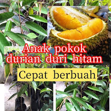 Pupuk untuk durian agar cepat berbuah. Anak Pokok Durian Price Promotion Jun 2021 Biggo Malaysia