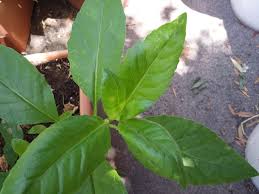 Image result for health benefits of longevity spinach