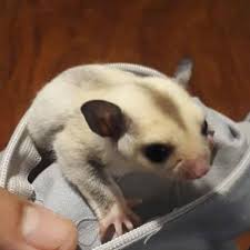 Sugar Glider Joey Platinum Shopee Indonesia
