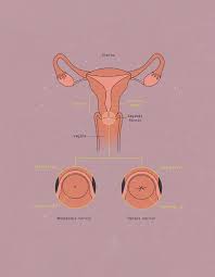 Image result for cervix position
