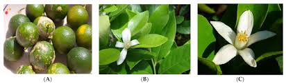 Image result for Rutaceae