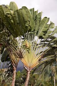 Dari beberapa macam bunga hias, mungkin bunga yang satu ini termasuk jenis tanaman bunga yang cukup tinggi. Pisang Kipas Wikipedia Bahasa Indonesia Ensiklopedia Bebas