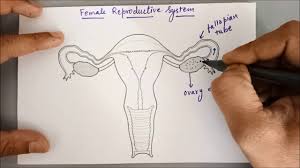 At first, the female reproductive system had two uteri that eventually grew together forming one single organ. Female Reproductive System Simple Explanation Youtube