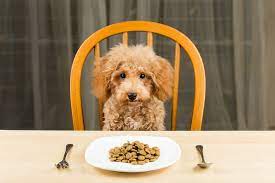We've pulled together our guide to hosting the perfect thanksgiving dinner for dogs containing our favorite recipes as the big feast is just around the corner! Thanksgiving Dinner For Dogs Snooty Pets