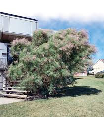 Image result for tamarix ramosissima pink cascade