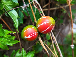 Image result for Diplocyclos tenuis