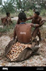 Image result for Ricinodendron