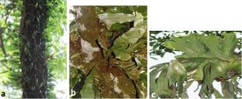 Image result for Asplenium africanum