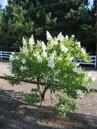 Image result for Gaertnera paniculata