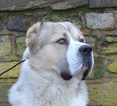 Central asian shepherd dog for sale. Stunning Central Asian Ovcharka For Sale Sheffield South Yorkshire Pets4homes