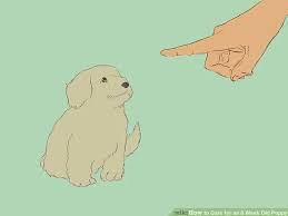 How To Care For An 8 Week Old Puppy Dog Training Obedience Sleeping Puppies Puppies