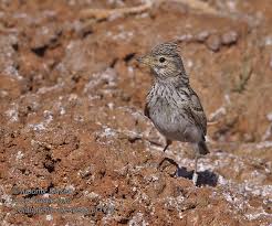 Image result for Landolphia rufescens