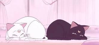 Follow Melikegasai Cats Pets Cute Sailor Moon Cat Aesthetic Anime Sailor Moon Aesthetic