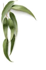 A tree of many monikers, the black tupelo is also known in various areas as a gum tree, sour gum, bowl gum, yellow gum or tupelo gum. Eucalyptus Oil For Fibromyalgia Lovetoknow Tree Seeds Gum Leaves Eucalyptus Tree