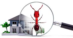 Many people choose to inspect the pool at the same time. Brisbane Building Pest Inspections Protect Your Home Family