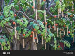 We did not find results for: Bamboo Tubes Orange Image Photo Free Trial Bigstock