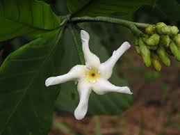 Image result for Tabernaemontana pachysiphon