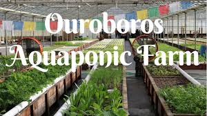 The Best Aquaponic Farm Aquaponics In California Hwt 24 Youtube