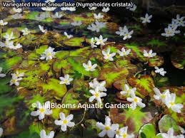 Image result for Nymphoides senegalensis