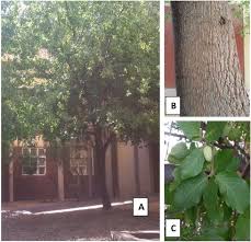 Image result for Berchemia discolor