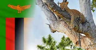 But nowhere as much as in #zambia, the african nation where it invested the most money last year. Cannabis In Zambia Laws Use And More Info Sensi Seeds