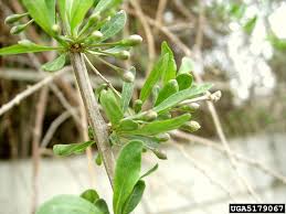 Image result for Lycium