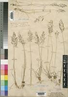 Image result for Sporobolus myrianthus