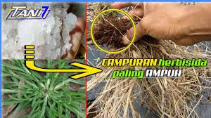 Jika anda mengaplikasikan garam ke gulma di hamparan taman dengan tanaman lain . Penyuluh Pertanian Lapangan Ini Mencampurkan Garam Jadi Herbisida Paling Kuat Pembasmi Rumput Youtube