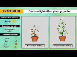 You implicitly establish and set context variables by using the updatecontext or navigate function. Independent Dependent And Controlled Variables In Controlled And Experimental Set Up Youtube