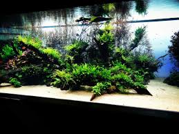 The Beauthy Armony Passion For Nature Aquarium World Aquascape Aquarium Aquarium Landscape Nature Aquarium