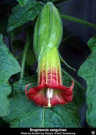 Erowid Plants Vaults Images Brugmansia Sanguinea Flower I2005e0435 Disp Brugmansia Flower Images Flowers